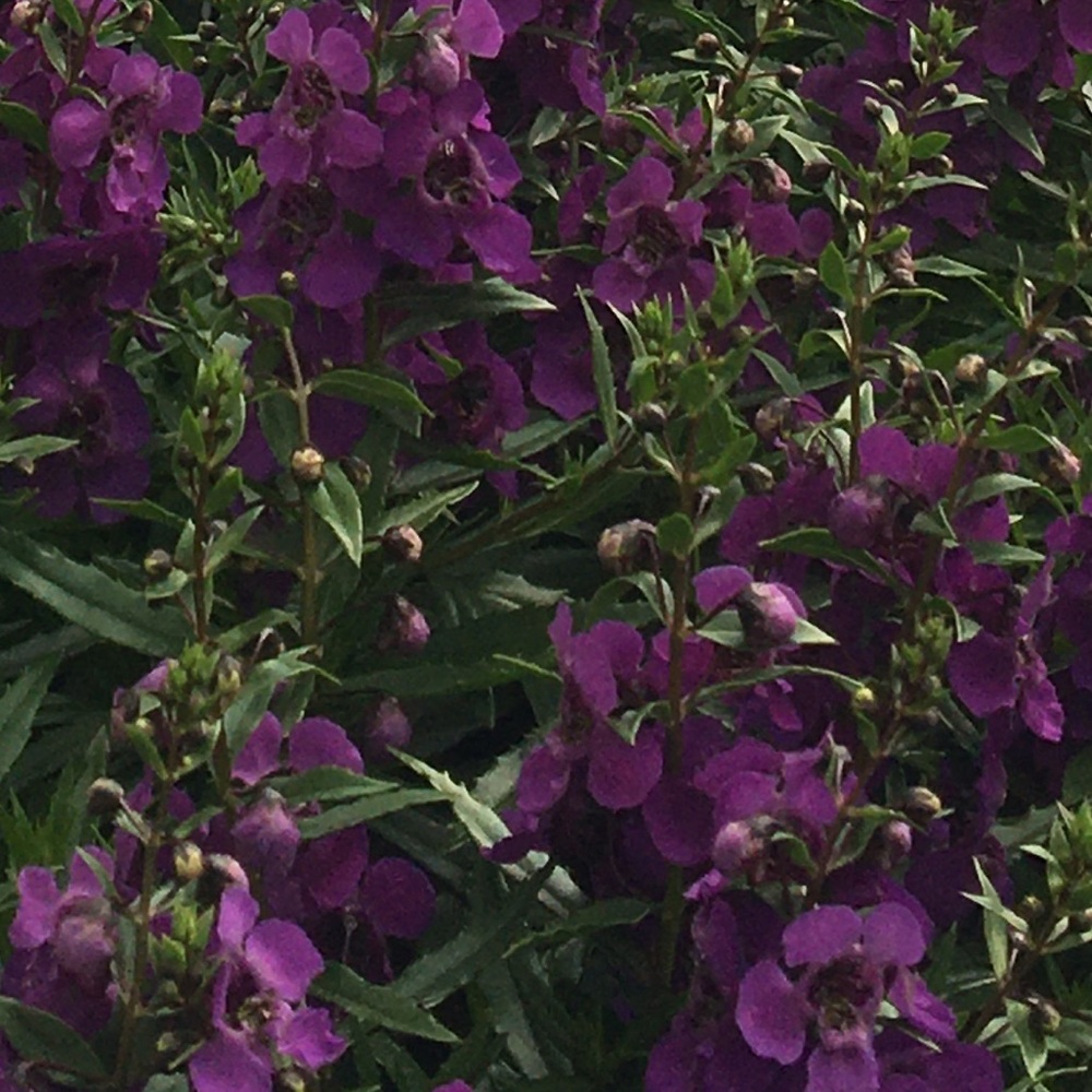 Meet your Posher, Alexandrea